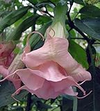 Brugmansia Ecuador Pink - angels trumpet - 10 seeds
