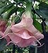 Exotic Plants Brugmansia Ecuador Pink - angels trumpet - 10 seeds