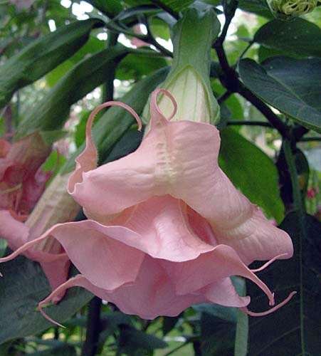 Brugmansia Ecuador Pink - angels trumpet - 10 seeds Brugmansia Ecuador Pink - angels trumpet - 10 seeds