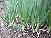 1500 Scallion Seeds, A.k.a Green Onion, Spring Onion. Grow Spring/ Late Summer/fall