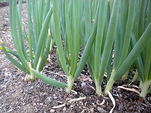 1500 Scallion Seeds, A.k.a Green Onion, Spring Onion. Grow Spring/ Late Summer/fall 1500 Scallion Seeds, A.k.a Green Onion, Spring Onion. Grow Spring/ Late Summer/fall