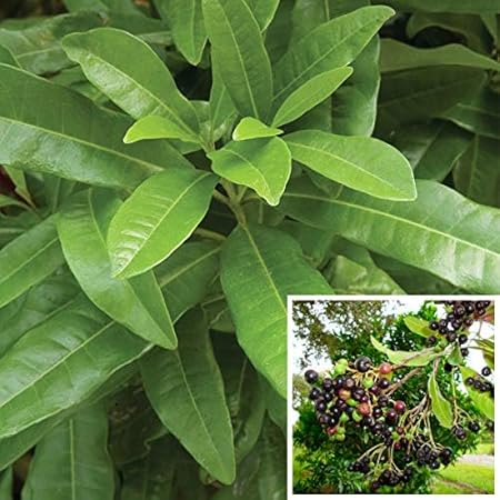 Creative Farmer Sarva Sughandhi Pimenta Dioica (Myrtaceae) : All Spice Pimento Tree Sarvasugandhi Plant Outdoor Plant (1 Healthy Live Plant)