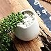 Celestte Succulent Planter, Mini Round White Ceramic Hydroponic Wall-mounted Flower Pots