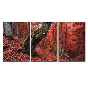 3 Piece Canvas Wall Art - Autumn Forest in The Mountains with Old Mosscovered Lonely Tree - Modern Home Art Stretched and Framed Ready to Hang - 16"x24"x3 Panels