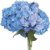 KaBloom-15 Blue Hydrangeas Bouquet, Flowers for Valentine, Mother's Day