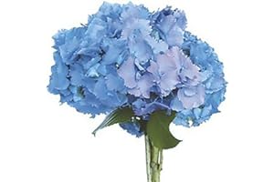 Blooms2Door Flowers - 15 Blue Hydrangeas (Farm-Fresh, Naturally Colored, Premium Quality) - Gift for Birthday, Sympathy, Anniversary, Get Well, Thank You, Valentine, Mother’s Day Fresh Flowers