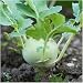 Package of 500 Seeds, Early White Vienna Kohlrabi (Brassica oleracea) Non-GMO Seeds By Seed Needs
