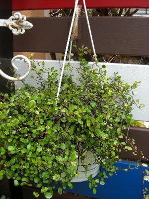 Amazon Co Jp 観葉植物 つる性植物 ワイヤープランツ 吊り鉢 6号 Diy 工具 ガーデン Amazon Co Jp 観葉植物 つる性植物 ワイヤープランツ 吊り鉢 6号 Diy 工具 ガーデン