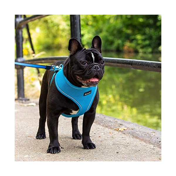 all pet solutions harness