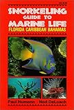 Snorkeling Guide to Marine Life Florida, Caribbean, Bahamas
