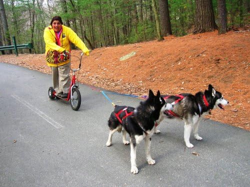 Dually Scooter