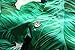 Mens Hawaiian Shirt, Tropical Shirts for Men, Short Sleeve Cotton Button Down Casual Shirts (Large, Green (168-155))