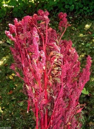 Red Aztec Spinach/Huauzontle -(C. berlandieri) Grown for Grains,Micro-green,Leaf(1000 Seeds)