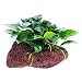 Greenpro (Anubias Nana Petite Lava Stone) Anubias, Java Fern, Moss and More! Freshwater Live Aquarium Plants on Driftwood for Aquatic Tropical Fish Tank Decorations - Easy to Drop primary