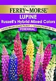 Ferry-Morse Lupine Russell's Hybrid Mixed Colors Seeds (Perennial)