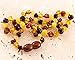Baltic Amber Teething Necklace for Babies (Unisex)(Multi Color) - Anti Inflammatory,Teething and Drool Reducing Properties - Certified High Quality Beads