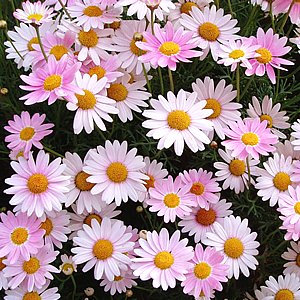 すべての美しい花の画像 新鮮なマーガレット ピンク