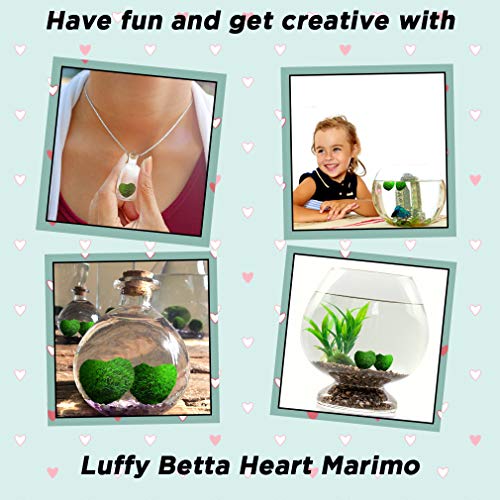 SunGrow 2 Betta Heart Marimos - Beautiful & Rare Aquatic Plants - Pair of 0.6" Heart-Shaped Moss Balls - Low Maintenance Good Luck Charms for Betta Fish Tanks - Creative Addition to DIY Home Decor