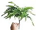 Fake Faux Artificial Boston Ferns Plants Greenery Bushes for Indoor Outside Home Garden Party Decor 4 Bunches 24 Leaves Per Bunch by ZXSWEET
