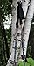Palisade Gear Hiking Poles Lightest Collapsible Trekking Poles - 100% Carbon Fiber