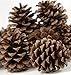 12 Ponderosa Decorative 3