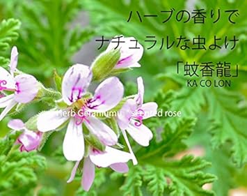 Amazon 花由 虫除け ハーブゼラニュウム センティッドローズ の鉢植5号サイズ X 鉢5個セット 送料無料 6 9 6 15のお届け 蚊香龍 観葉植物 オンライン通販