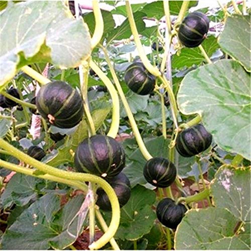 AGROBITS Mini Calabaza de jardín Verduras saludables nutritivas s ...