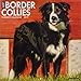 Just Border Collies 2019 Wall Calendar (Dog Breed Calendar)