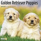 Golden Retriever Puppies Cal 2020 by