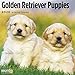 Golden Retriever Puppies Cal 2020 by