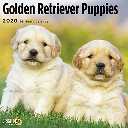 Golden Retriever Puppies Cal 2020 by 