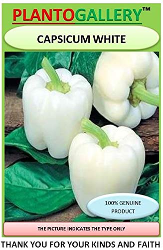 Plantogallery Vegetable seeds | Capsicum White Seeds Hybrid Bell Pepper Seeds| Pack of 40 