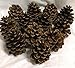 12 Ponderosa Decorative 3