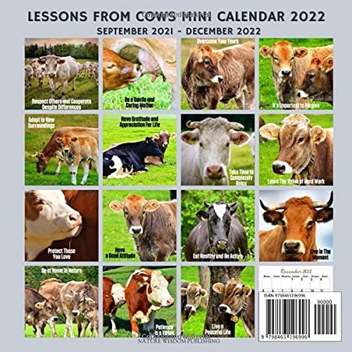 2022 Cow Calendar September Lessons From Cows Calendar 2022: September 2021 - December 2022 Monthly  Planner Mini Calendar With Inspirational Quotes: Publishing, Nature Wisdom:  9798463196996: Amazon.com: Books