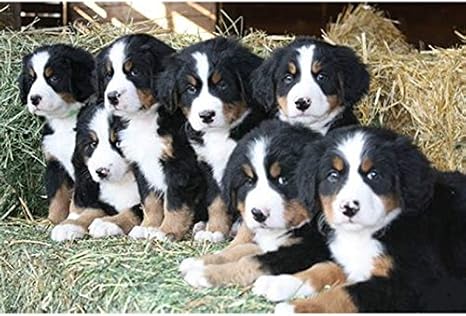 24 X 34 Cm 5d Diamant Broderie Bouvier Bernois Animal Croix Mosaico Strass Peinture Diamant Peinture Chiens Decor Home Amazon Ca Maison Et Cuisine