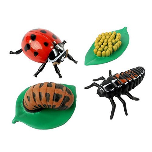 Insect Lore Ladybug Life Cycle - 4 PC Insect Figure Shows Life Of Lady Bug