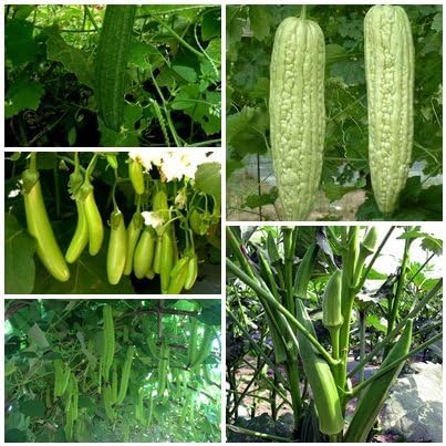 Chaywichan shop / Thai Organic seed. (Bitter Gourd, Eggplant, Ridge gourd, Okra, Winged Bean), Thailand.