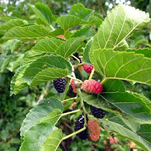 Morus nigra - Black Mulberry - Spg - Seeds