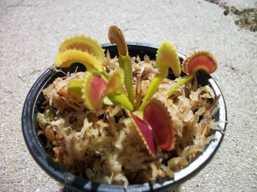 Dente Venus Flytrap - Fly Trap - (Dionaea Muscipula) Carnivorous Plant 3 inch pot