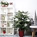 Costa Farms Live Christmas Tree, Large Norfolk Island Pine in Premium Indoor Décor Plant Pot, Houseplant Christmas Decoration, Christmas Gift or Room Decor, 3 Feet Tall