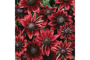 30+ Seeds Rudbeckia Cherry Brandy Flower/Perennial:Package Contatins Seeds