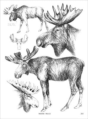 Drawing Mammals An Artist S Reference Guide To North American Mammals Lindstrand Doug Amazon Com Au Books