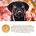 Solid Gold Hundchen Flocken Holistic Dry Dog Food, Lamb, Brown Rice & Pearled Barley, Moderately Active Puppies, Small & Medium, 28lb Bag
