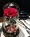 HOMESEASONS Enchanted Rose,Beauty and The Beast Red Rose, Pre-Lit Silk Rose in Glass Dome (Red)
