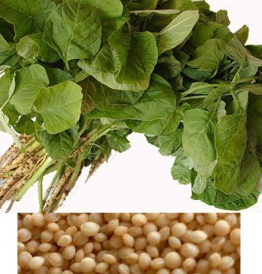 100 Heirloom Amaranth Seeds by EarthCare Seeds