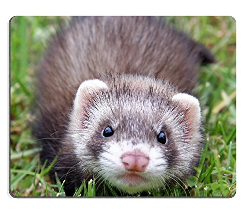 Liili Mouse Pad Natural Rubber Mousepad Image ID: 4168405 8 Week Old Chocolate Sable Ferret Kit