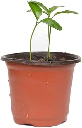 Cymax 100 Pack 10cm Plant Nursery Pots with Plant Labels Seed Starting view 4