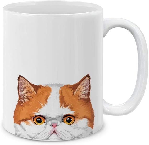 teacup exotic shorthair