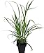 Lemon Grass Live Plant - Cymbopogon - Also Repels Mosquitos - 4" Pot