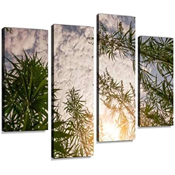 Marijuana Field During Sunset Canvas Wall Art Hanging Paintings Modern Artwork Abstract Picture Prints Home Decoration Gift Unique Designed Framed 4 Panel